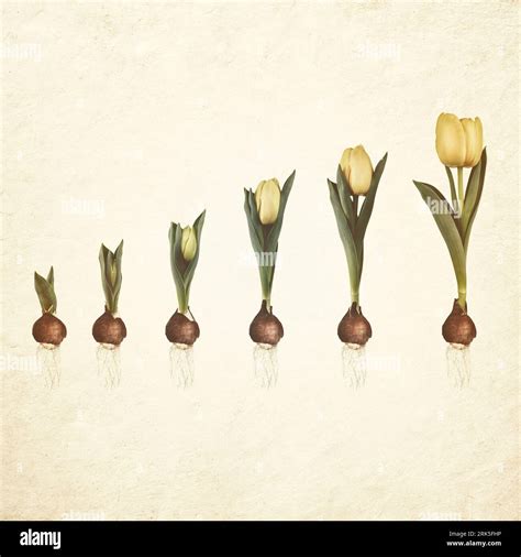 Tulip Life Cycle