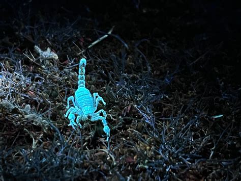 Glow-in-the-dark Tasmania with Lisa Gershwin | Unordinary Stories ...