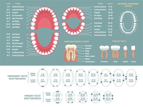 Child Dental Tooth Chart