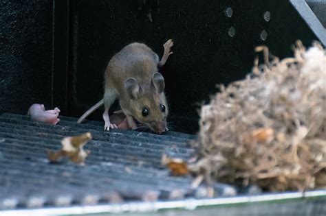 About White-footed Mouse - Maryland Biodiversity Project