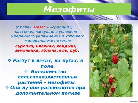 Презентация для урока биологии "Вода в жизни растений"6 класс ...