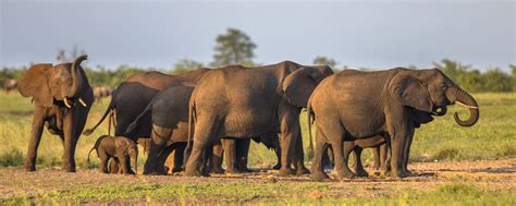 草原上成群结队的大象摄影高清jpg格式图片下载_熊猫办公