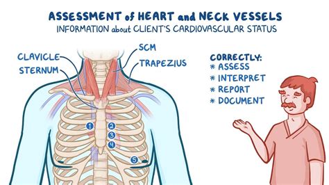 Physical assessment - Heart and neck vessels: Nursing: Video & Causes | Osmosis