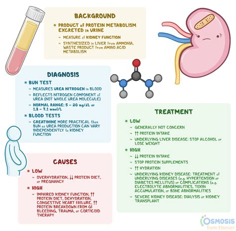 Blood Urea Nitrogen (BUN): What Is It, Causes, Treatment, and More | Osmosis