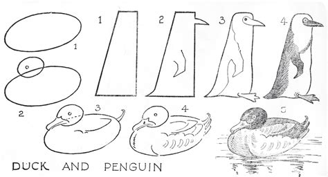 Image result for Drawing a Duck Step by Step