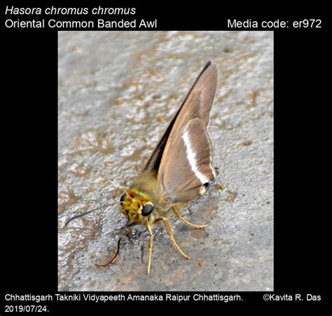 Hasora chromus | Butterfly