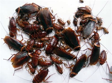 Reproduction in Cockroach 的图像结果