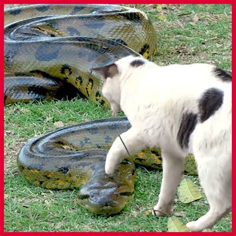 Image result for Python Attacks Cat