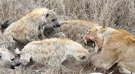 Lion Eating Hyena