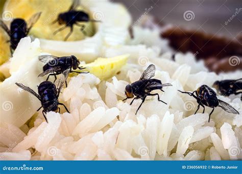 Infestación De Moscas Sobre El Arroz Alimenticio Y Huevos Podridos ...