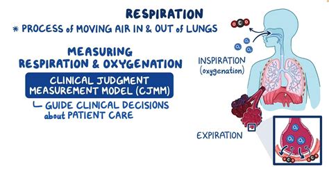 Respiration and Oxygenation: Video, Causes, & Meaning | Osmosis