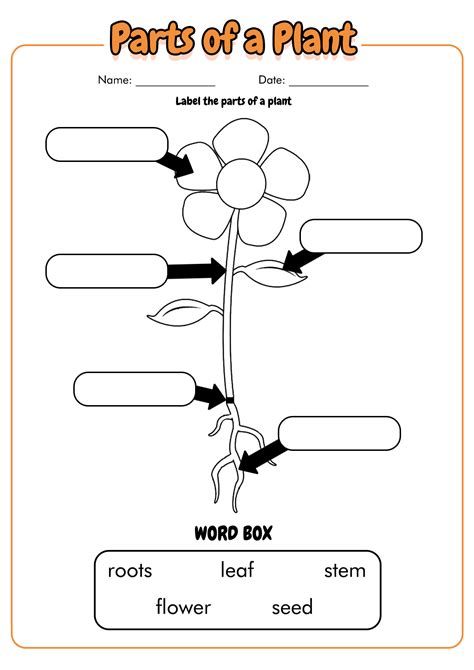 14 Plant Worksheets For Grade 1 - Free PDF at worksheeto.com