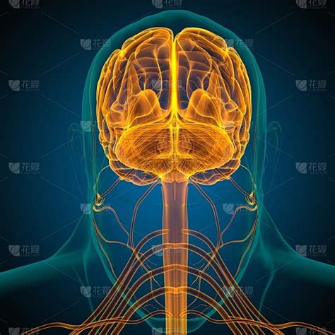 人脑 的图像结果
