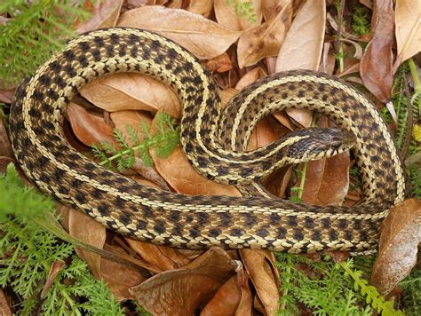Beautiful Eastern Garter Snake in North Carolina