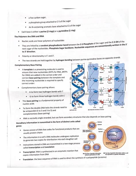 Image result for DNA Formation Process