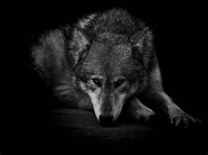 Black Cool Wolf Wallpaper by Black Wolf Wallpapers 183 Wallpapertag Black Cool Wolf Wallpaper