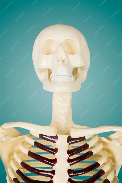 Premium Photo | Realistic human skull in the studio