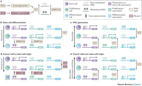 Reprogramming DNA 的图像结果