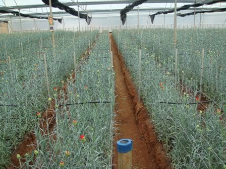 Horticulture :: Flower Crops :: Carnation