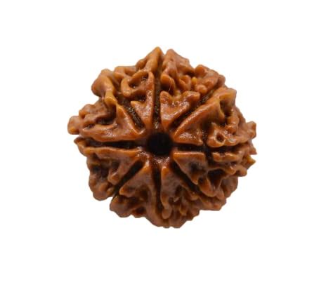 Seven-Hills 8 मुखी रुद्राक्ष Nepali Real 8 Mukhi Rudraksha Original ...