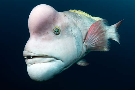 Worlds Ugliest Fish