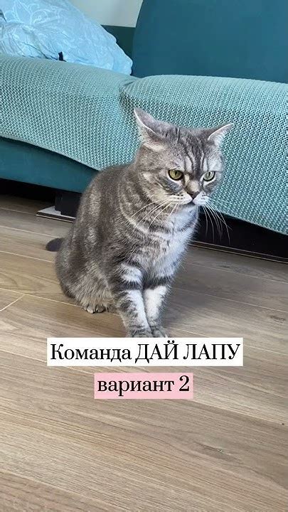 Как научить кошку команде ДАЙ ЛАПУ. Вариант 2 - YouTube