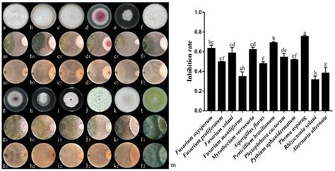 The Endophytic Strain Trichoderma asperellum 6S-2: An Efficient ...