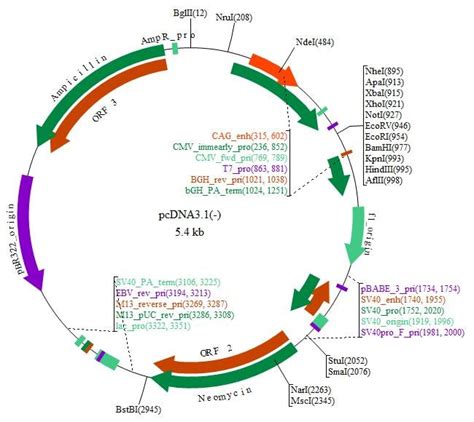 Image result for Mammalian Expression Vector