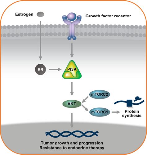 Targeting the PI3K/AKT/mTOR Pathway in Hormone-Positive Breast Cancer. - Abstract - Europe PMC