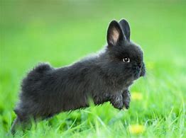 Image result for BABS Bunny Belly Button