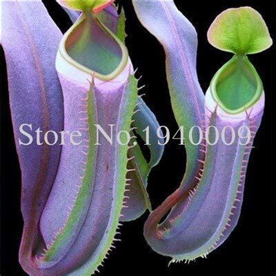 35Pcs Seeds Nepenthes Jamban Seeds Eating Mosquito Varieties Of Seeds ...