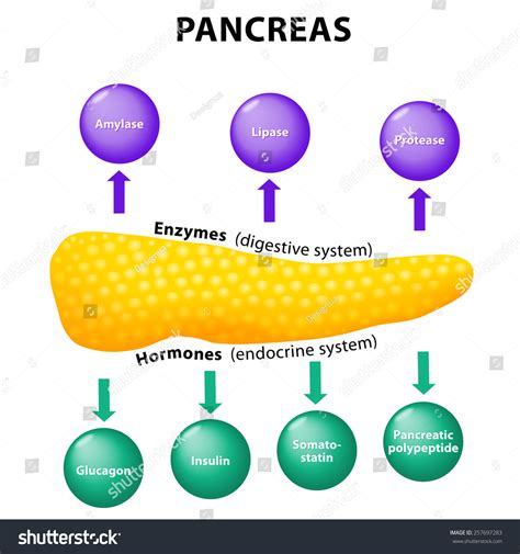 Pancreatic Enzymes Lipase Levels at Kristi Bennett blog