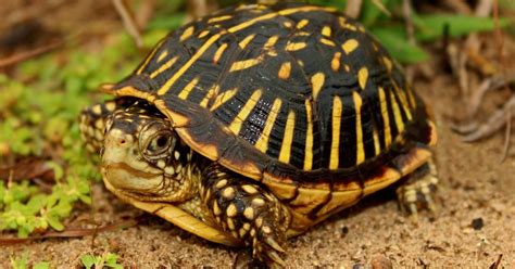 Image result for Ornate Box Turtle Shell