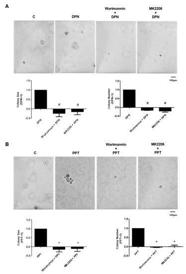 Estrogen Receptor Signaling Pathways Involved in Invasion and Colony ...