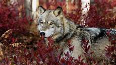 Wolf Wallpaper For Computer by Wolf Wallpapers 1920x1080 Wallpaper Cave Wolf Wallpaper For Computer