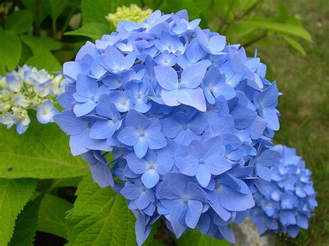 Some of My Blue Flower Pictures | Hydrangeas Blue