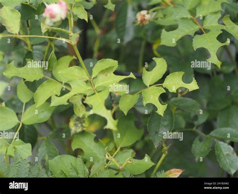 Rose bush leaves damaged by Leaf Cutter Bee Stock Photo - Alamy