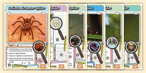 Spider Species Display Posters - KS1 - Twinkl