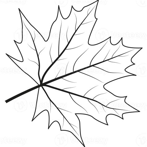 Image result for Maple Tree Line Drawing