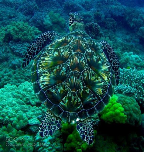 Image result for Sea Turtle Shell