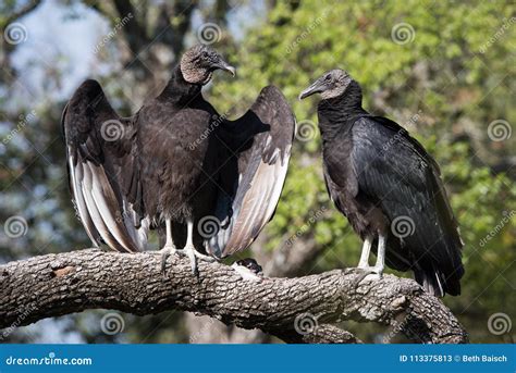 Black Vulture Pair Sunning Themselves Stock Image - Image of mcallister ...