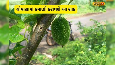 છત પર ઉગાડજો આ શાક, ઘરે બેઠા થશે કમાણી, ડાયાબિટિસની થઈ જશે દવા ...