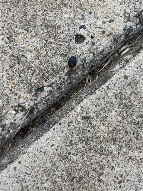 Do ants have emotions? : r/ants