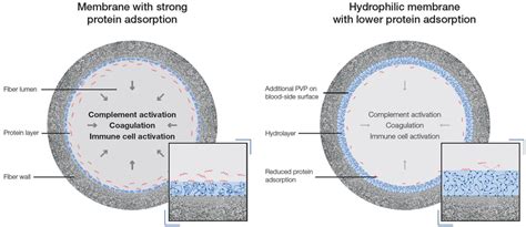 Image result for Complement Activation