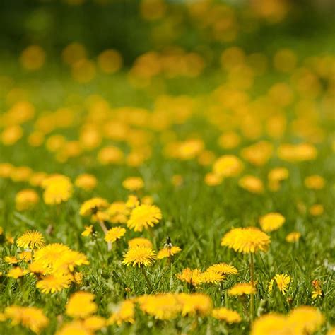 Buy Coreopsis May Field | Sam's Garden – SamsGardenStore