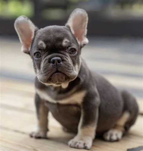 Mini French Bulldog Full Grown