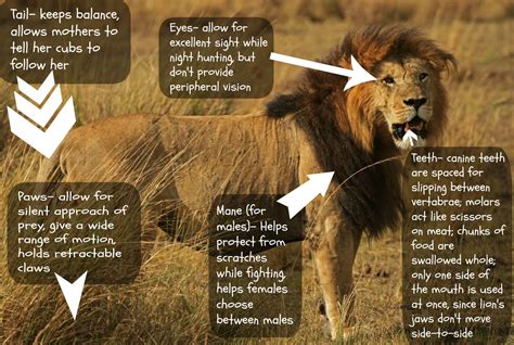 Top 10 Fun Facts About Lions at Wiley Hilyard blog