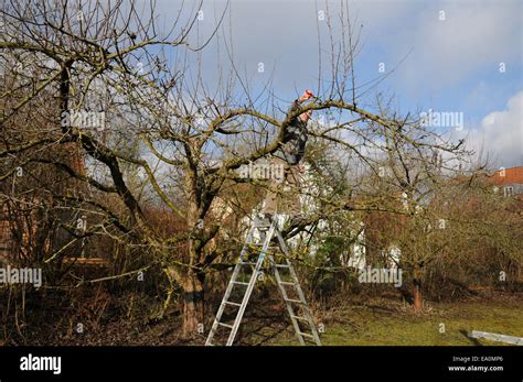 Image result for Apple Tree Pruning