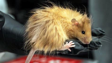 Scientists genetically engineer 'woolly mice' | fox43.com