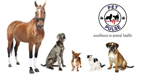 Pet Pulse | Best Pet Products